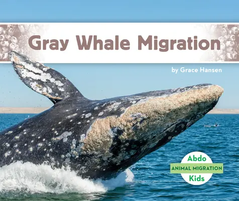 A szürke bálna vándorlása - Gray Whale Migration