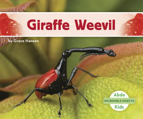 Zsiráf szúnyog - Giraffe Weevil