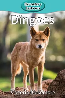 Dingók - Dingoes