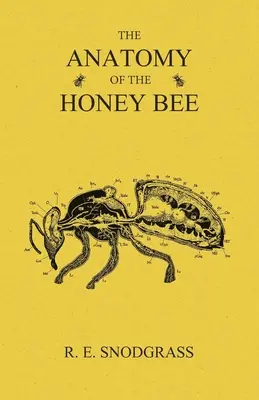 A mézelő méh anatómiája - The Anatomy of the Honey Bee