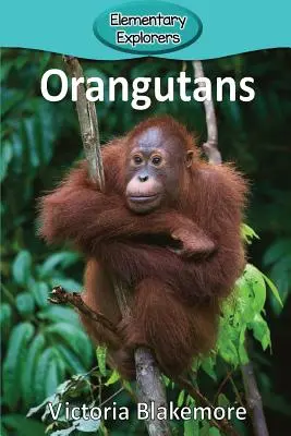 Orangutánok - Orangutans