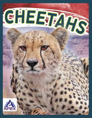 Gepárdok - Cheetahs