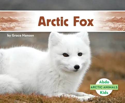 Sarki róka - Arctic Fox