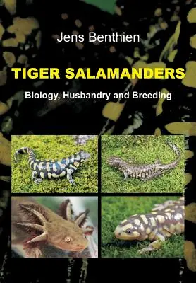 Tigrisszalamandrák - Tiger Salamanders