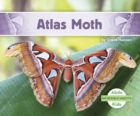 Atlasz moly - Atlas Moth