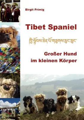 Tibeti spániel: Groer Hund im kleinen Krper (Nagy kutya a kis krperben) - Tibet Spaniel: Groer Hund im kleinen Krper