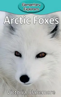 Sarki rókák - Arctic Foxes
