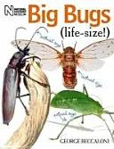 Nagy bogarak életnagyságban - Big Bugs Life-Size