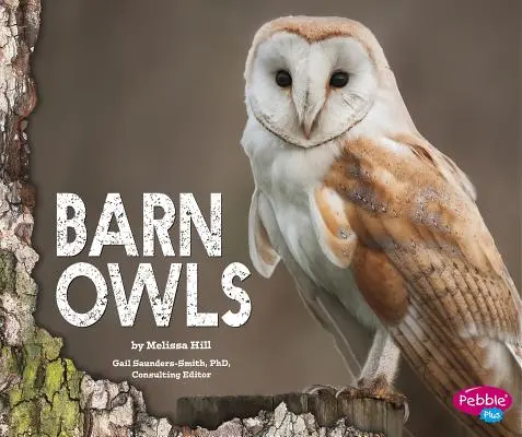 Pajta baglyok - Barn Owls