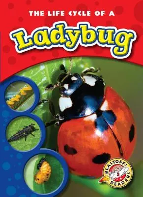 A katicabogár életciklusa - The Life Cycle of a Ladybug