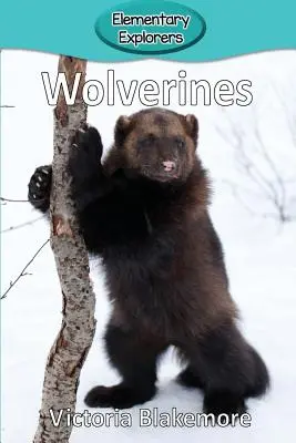 Rozsomák - Wolverines