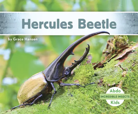 Herkules bogár - Hercules Beetle