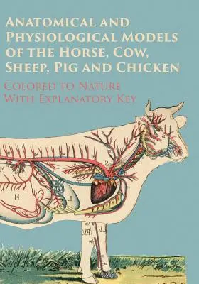 A ló, a tehén, a juh, a sertés és a csirke anatómiai és élettani modelljei - A természethez színezve - Magyarázó kulccsal - Anatomical and Physiological Models of the Horse, Cow, Sheep, Pig and Chicken - Colored to Nature - With Explanatory Key