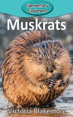 Pézsmapatkányok - Muskrats