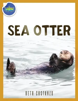 Tengeri vidra 2-4 éveseknek - Sea Otter ages 2-4