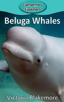 Beluga bálnák - Beluga Whales