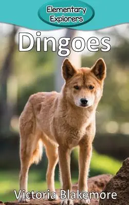 Dingók - Dingoes