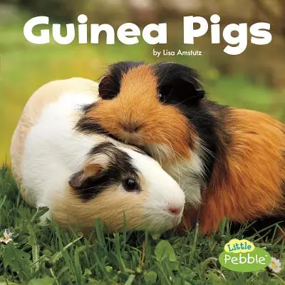 Tengerimalacok - Guinea Pigs