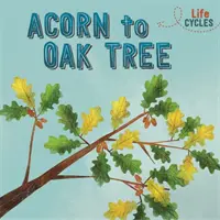 Életciklusok: A makk a tölgyfától a tölgyfáig - Life Cycles: Acorn to Oak Tree