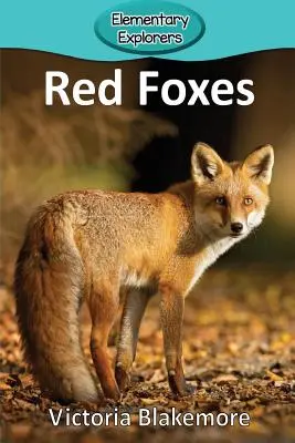 Vörös rókák - Red Foxes