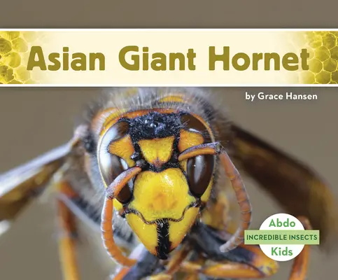 Ázsiai óriásdarázs - Asian Giant Hornet