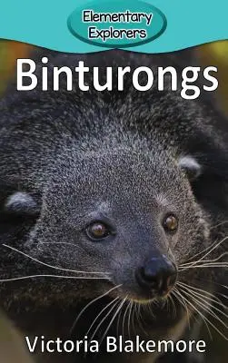 Binturongok - Binturongs