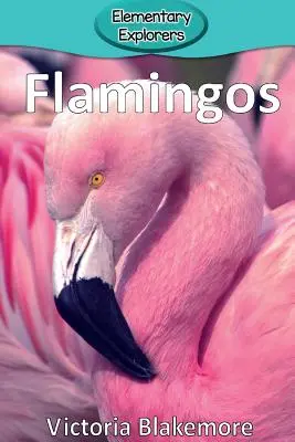 Flamingók - Flamingos