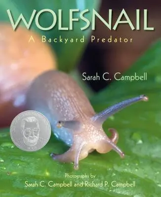 Farkascsiga: Egy háztáji ragadozó - Wolfsnail: A Backyard Predator