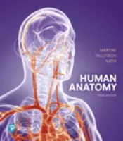 Emberi anatómia - Human Anatomy