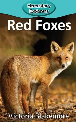 Vörös rókák - Red Foxes