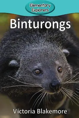 Binturongok - Binturongs