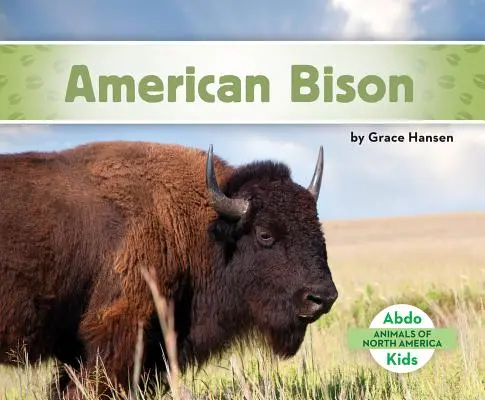 Amerikai bölény - American Bison