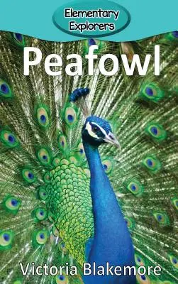 Páva - Peafowl