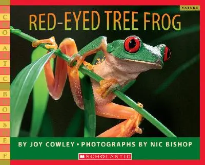 Piroskaszemű fa béka - Red-Eyed Tree Frog