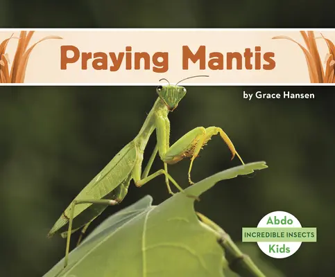 Imádkozó sáska - Praying Mantis