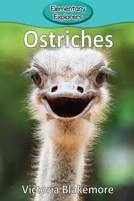 Struccok - Ostriches