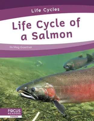 A lazac életciklusa - Life Cycle of a Salmon