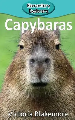 Vízidisznók - Capybaras