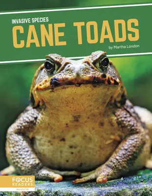 Nádvarangyok - Cane Toads