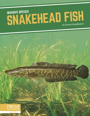 Kígyófejű hal - Snakehead Fish