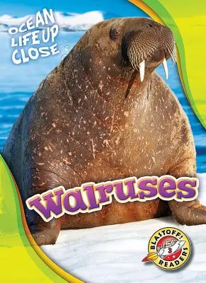 Walruszok - Walruses