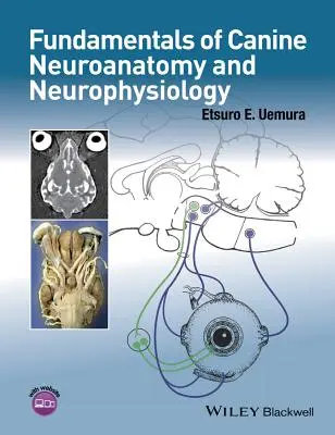 A kutyák neuroanatómiájának és neurofiziológiájának alapjai - Fundamentals of Canine Neuroanatomy and Neurophysiology