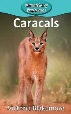 Karakálok - Caracals
