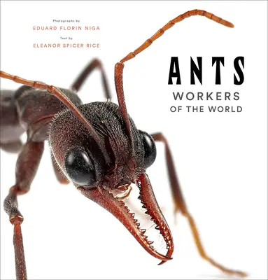 Hangyák: A világ munkásai - Ants: Workers of the World