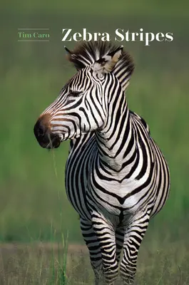 Zebracsíkok - Zebra Stripes