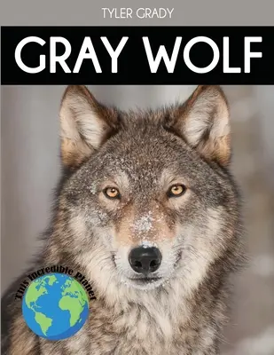 Szürke farkas: Lenyűgöző állati tények gyerekeknek - Gray Wolf: Fascinating Animal Facts for Kids