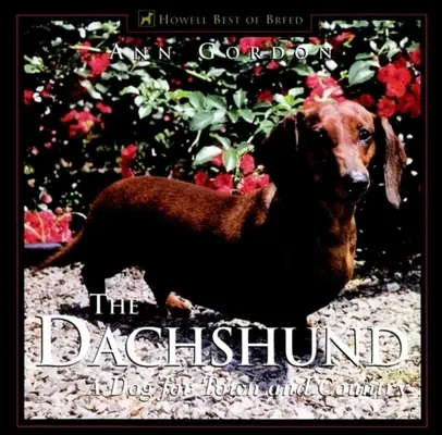 A tacskó: A Dog for Town and Country - The Dachshund: A Dog for Town and Country