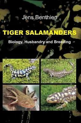 Tigris szalamandrák - Tiger Salamanders