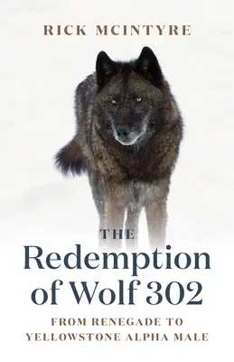 A Farkas 302 megváltása: A renegátból Yellowstone alfahímjévé - The Redemption of Wolf 302: From Renegade to Yellowstone Alpha Male