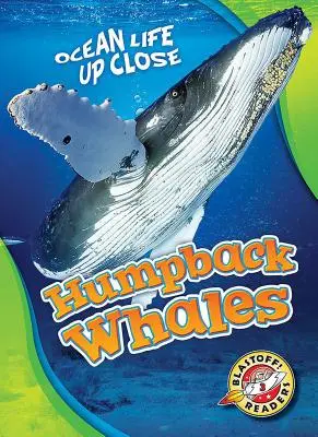 Púpos bálnák - Humpback Whales